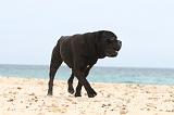 CANE CORSO 654